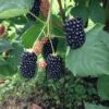 Prime Ark Freedom Thornless Blackberry -Rain Tree Nursery thornlessblackberry