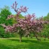 Thundercloud Flowering Plum -Rain Tree Nursery thundercloud flowering plum 1