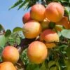 Tomcot Apricot 1 Tomcot Apricot -Rain Tree Nursery tomcot apricot