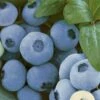 Alpha Top Shelf Blueberry -Rain Tree Nursery tsbb