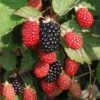 Twilight Thornless Blackberry -Rain Tree Nursery twilightbb