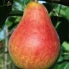 Combo European Pear Tree (4 Varieties) -Rain Tree Nursery ubileen pear
