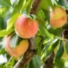 Veteran Peach -Rain Tree Nursery veteranpeach