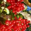 Ukraine Highbush Cranberry -Rain Tree Nursery viburnum opulus 1