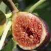 Violette De Bordeaux Fig (Negronne) -Rain Tree Nursery violettedebordeauxfig 1