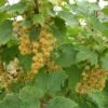 White Imperial White Currant -Rain Tree Nursery whiteimp