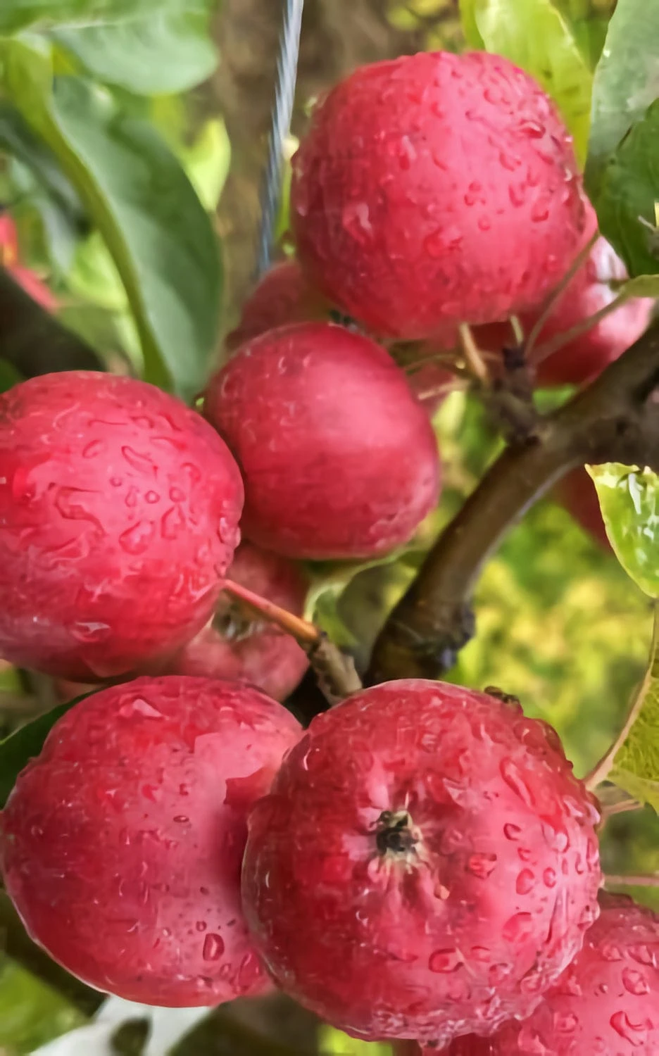 Wickson Crabapple 4 Wickson Crabapple - Image 2