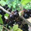 Willoughby Black Currant -Rain Tree Nursery willoughby