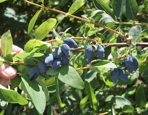 Yezberry® MAXIE™ 3 Yezberry® MAXIE™