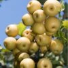 Yoinashi Asian Pear -Rain Tree Nursery yoinashi pear 1